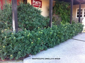 Rhaphiolepis umbellata 'Minor' - natural hedge